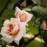 Flo3