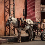 Marrakesh-14