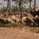 Marrakesh-2