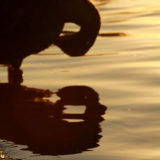 Selection-195