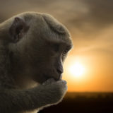 TMonkey